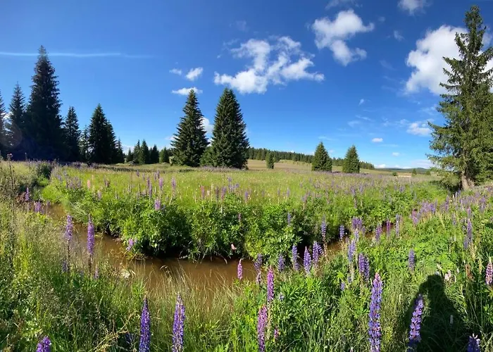 Miky Klínovec Meadow *